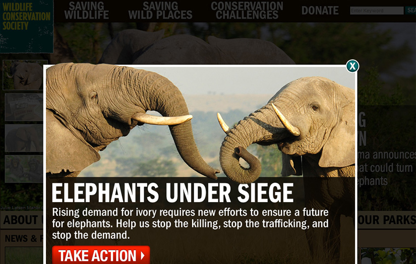 WILDLIFE CONSERVATION SOCIETY (WCS)